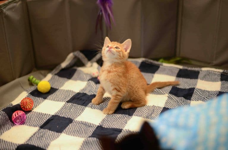 Orange kitten looks up curiously while sitting on a checkered blanket with toys.